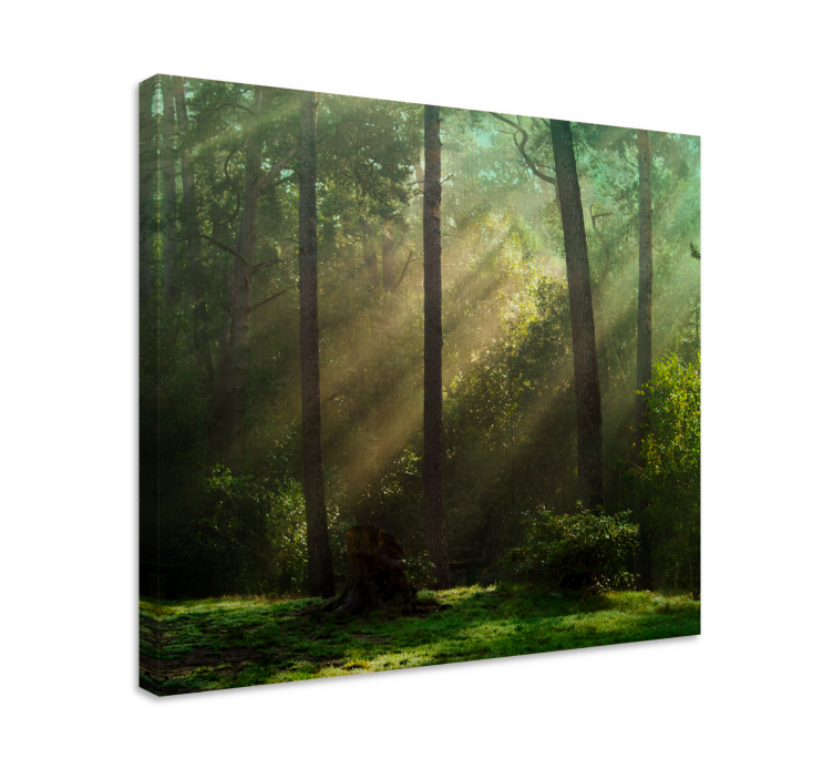 Tableau arbres paysage forestier radieux - TenStickers