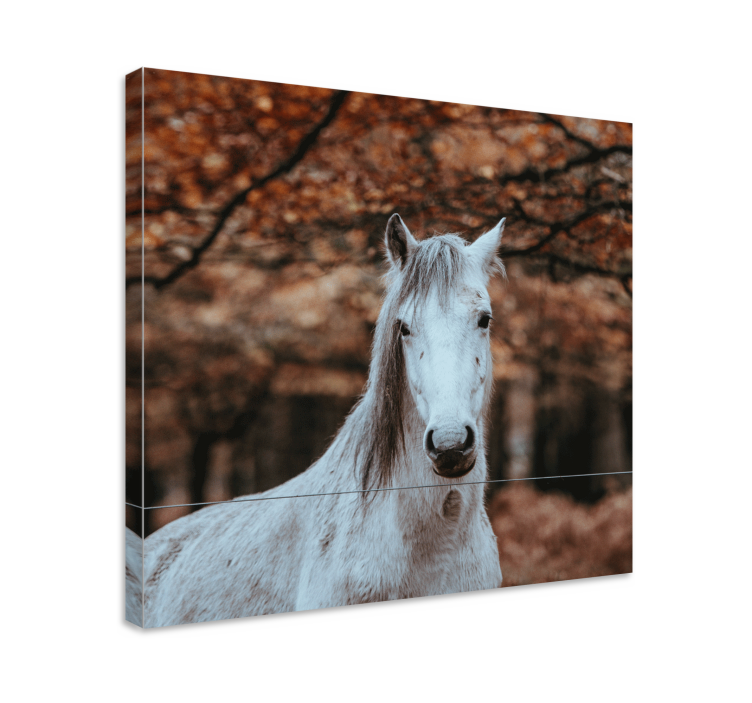 Tableau cheval Bokeh d'automne - TenStickers