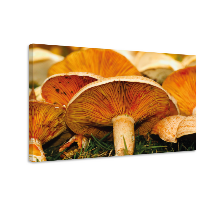Tableau maison Champignon sauvage à pores d'orange - TenStickers