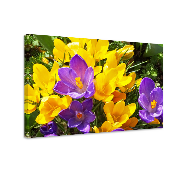 Tableau fleurs et plantes Éclosions colorées du printemps - TenStickers