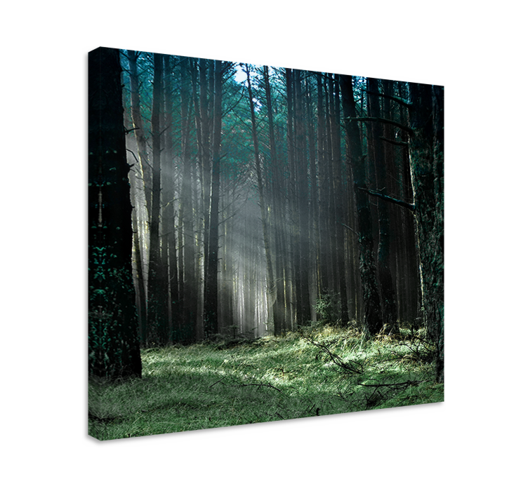 Tableau arbres lumière mystique de la forêt - TenStickers