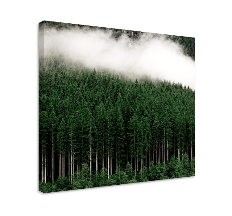 Tableau arbres forêt de conifères brumeuse - TenStickers