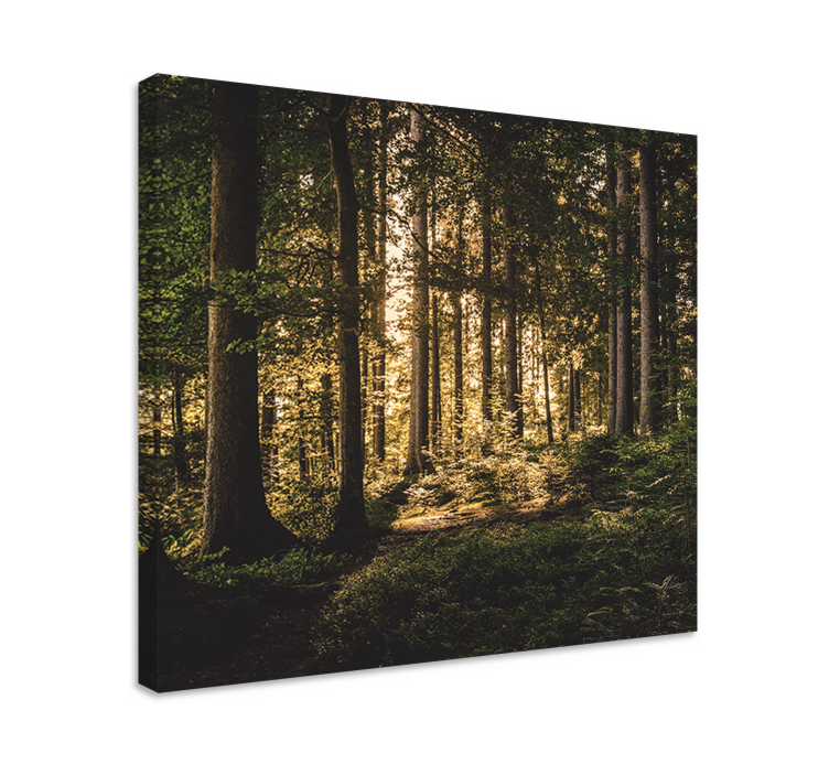 Tableau paysages scène de forêt lumineuse - TenStickers