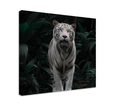 Tableau animaux Tigre blanc - TenStickers
