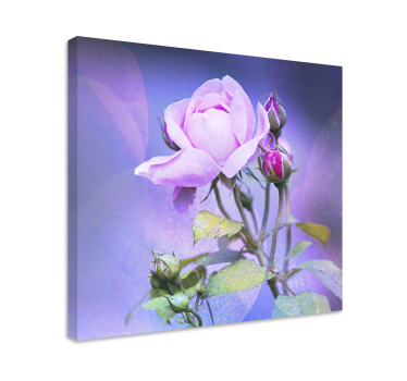 Tableau fleurs Roses de jardin roses - TenStickers