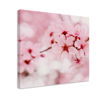 Tableau fleurs Art de la photographie fleur rose - TenStickers