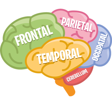 Autocollant science anatomie du cerveau - TenStickers