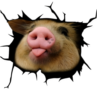 Sticker voiture cochon rigolo 3d - TenStickers