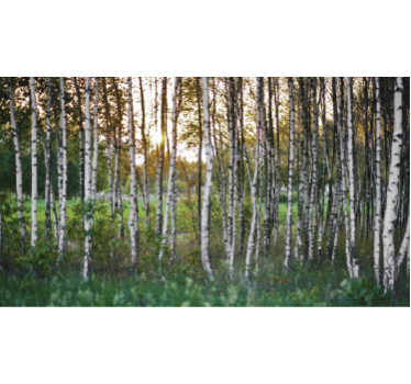 Autocollant Photo Forêt de bouleaux - TenStickers