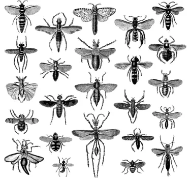 Sticker Mural Ensemble d'insectes - TenStickers