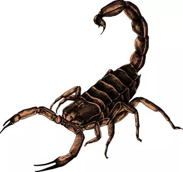 Sticker Mural Illustration Scorpion - TenStickers