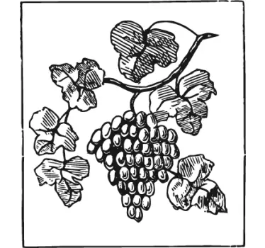 Sticker cuisine grappe de raisins - TenStickers