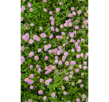 Sticker fenêtre fleurs polonaises - TenStickers