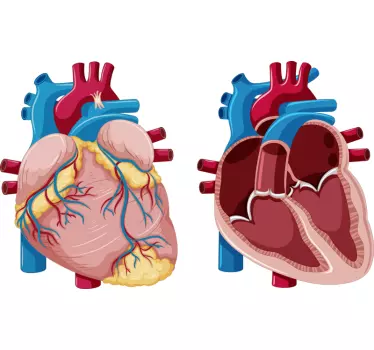 Sticker Anatomie du cœur  - TenStickers