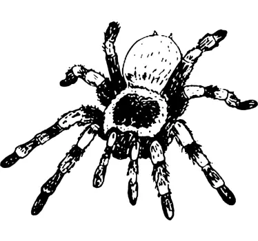 Sticker Mural Dessin Tarantule - TenStickers