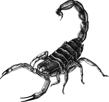 Sticker Mural Gravure Scorpion - TenStickers