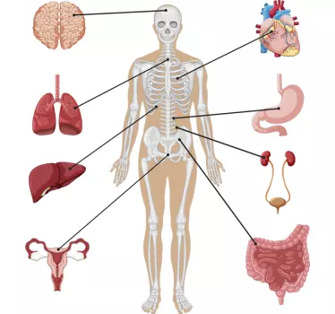 stickers murauxmurale infographie médicale - TenStickers