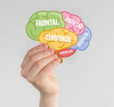 Autocollant science anatomie du cerveau - TenStickers