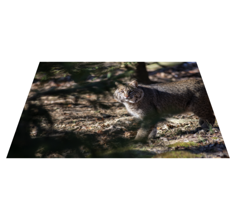Tapis vinyle animal Chat sauvage - TenStickers