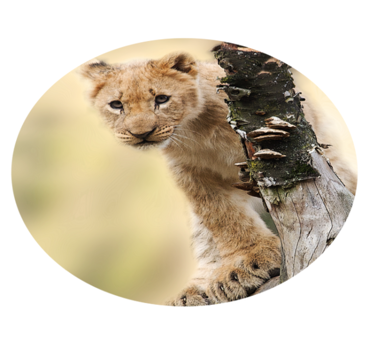 Tapis vinyle animal lionceau curieux - TenStickers