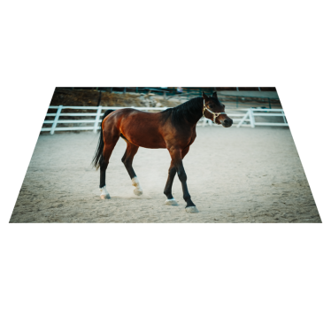 Tapis vinyle forme animal Cheval brun animal - TenStickers