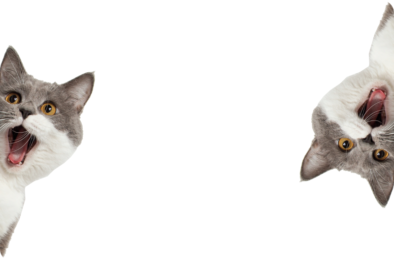Tapis vinyle animal chat espionnant sur fond blanc - TenStickers