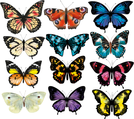 Tapis vinyle animal illustration papillon - TenStickers