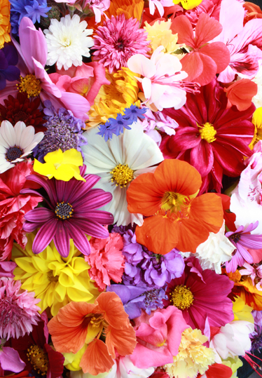 Tapis vinyle fleurs et plantes aux mille couleurs - TenStickers