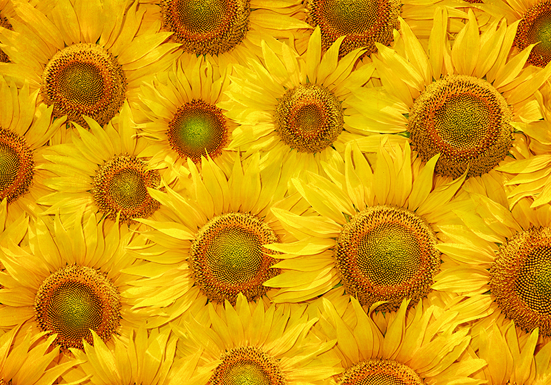 Tapis vinyle jaune tournesols - TenStickers