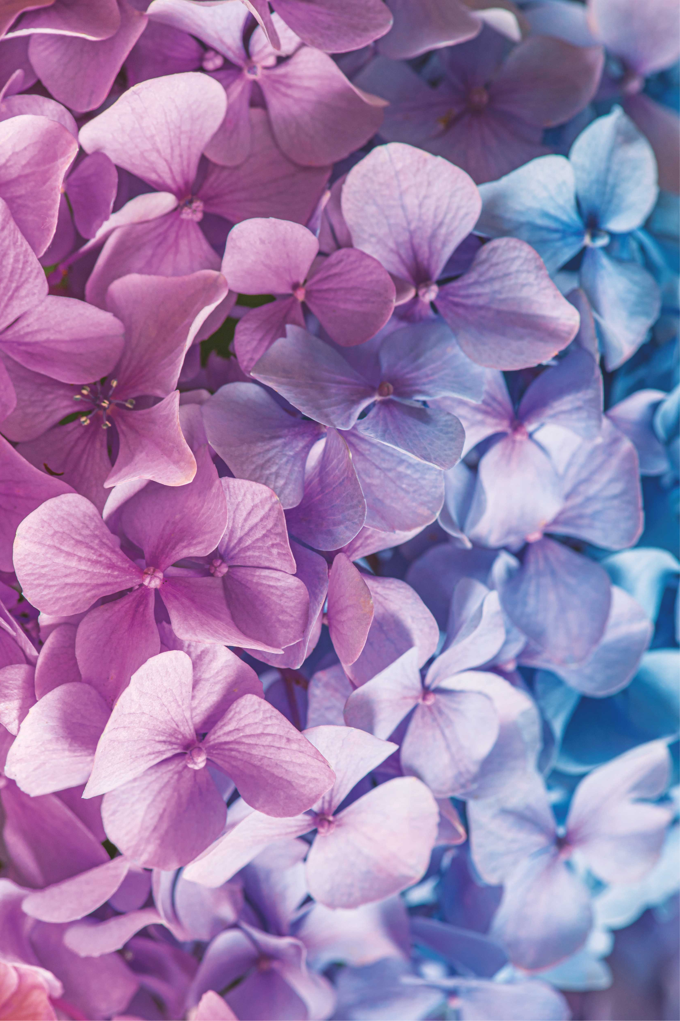 Tapis vinyle violet avec de nombreuses fleurs d'hortensia - TenStickers