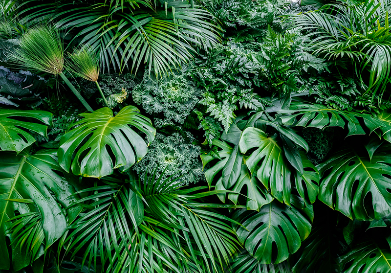 Tapis vinyle vert - jungle ensoleillée - TenStickers