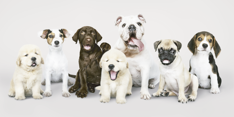 Tapis vinyle animaux chiens dans une ligne - TenStickers