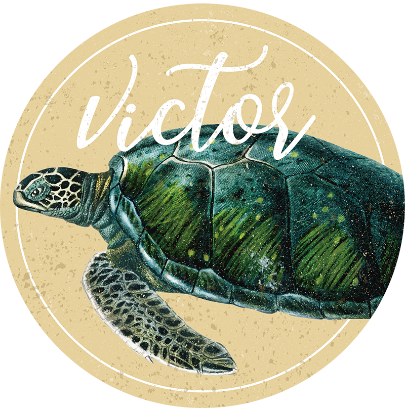 tapis vinyle  Tortue de mer avec nom - TenStickers