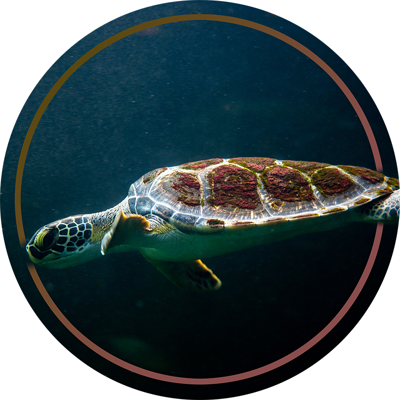 Tapis vinyle animal cercle de tortues de mer - TenStickers