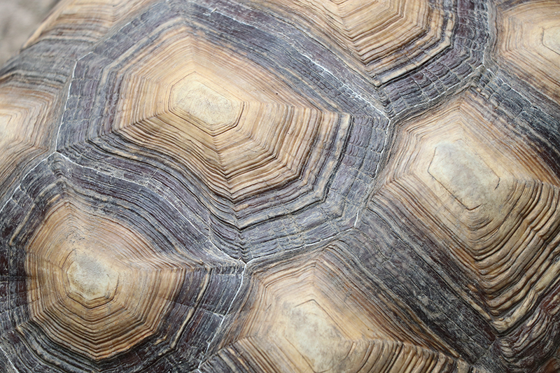 Tapis vinyle Carapace de tortue - TenStickers