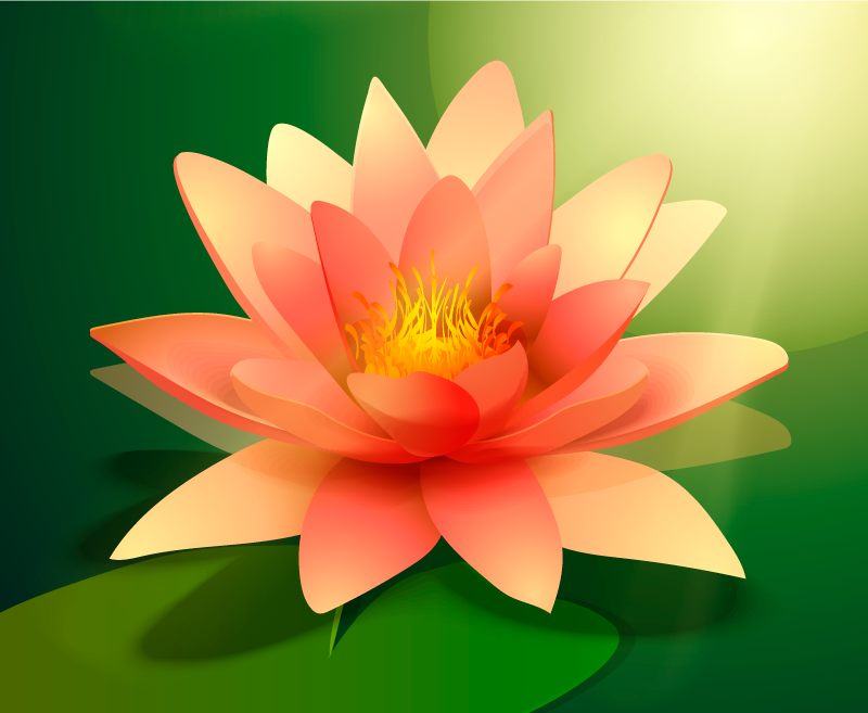 Tapis vinyle fleurs et plantes lotus en pleine floraison - TenStickers