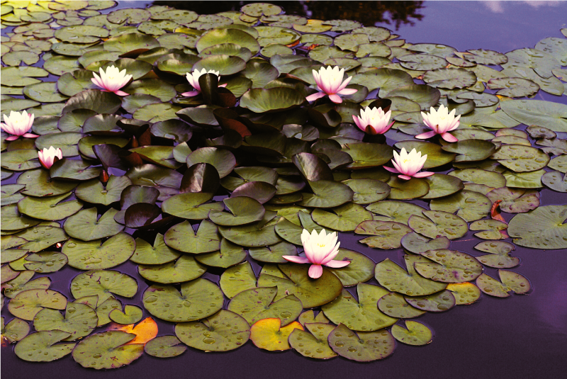 tapis vinyle salon Lotus dans l'étang - TenStickers