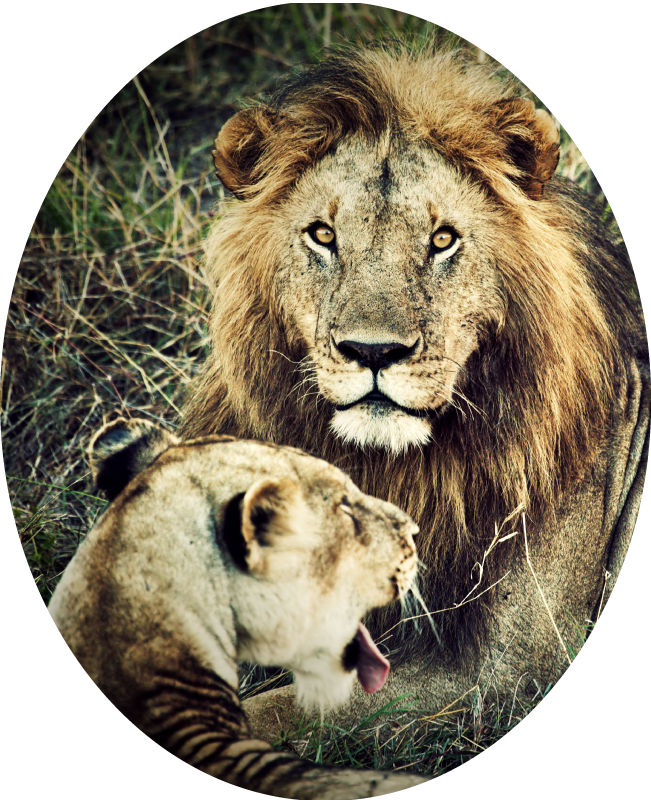 Tapis vinyle animal majestueux couple de lions - TenStickers