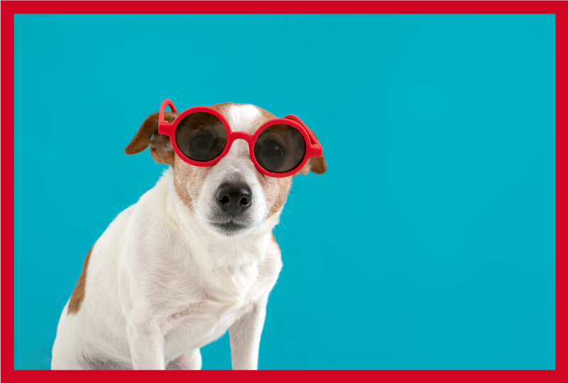 Tapis vinyle animal Lunettes de soleil chien - TenStickers