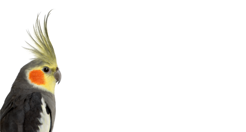 Tapis vinyle animal silhouette de calopsitte - TenStickers