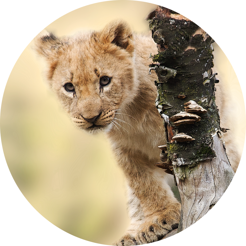 Tapis vinyle animal lionceau curieux - TenStickers