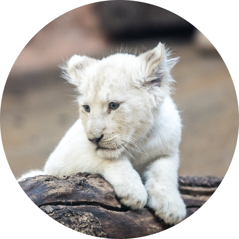 Tapis vinyle animal Animal mignon lionceaux blancs - TenStickers