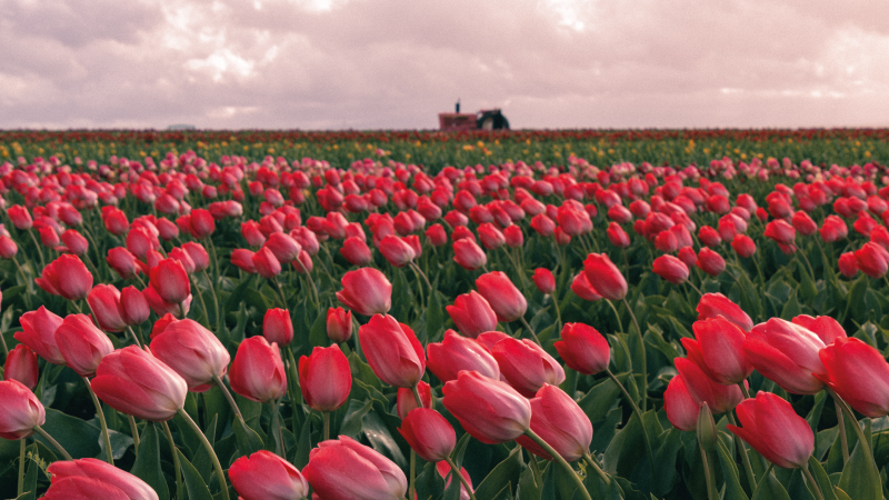 Tapis vinyle nature champ de tulipes vibrant - TenStickers