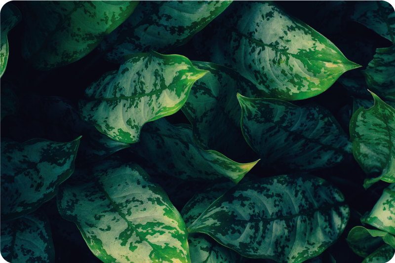 Tapis vinyle salon Feuilles de maranta - TenStickers