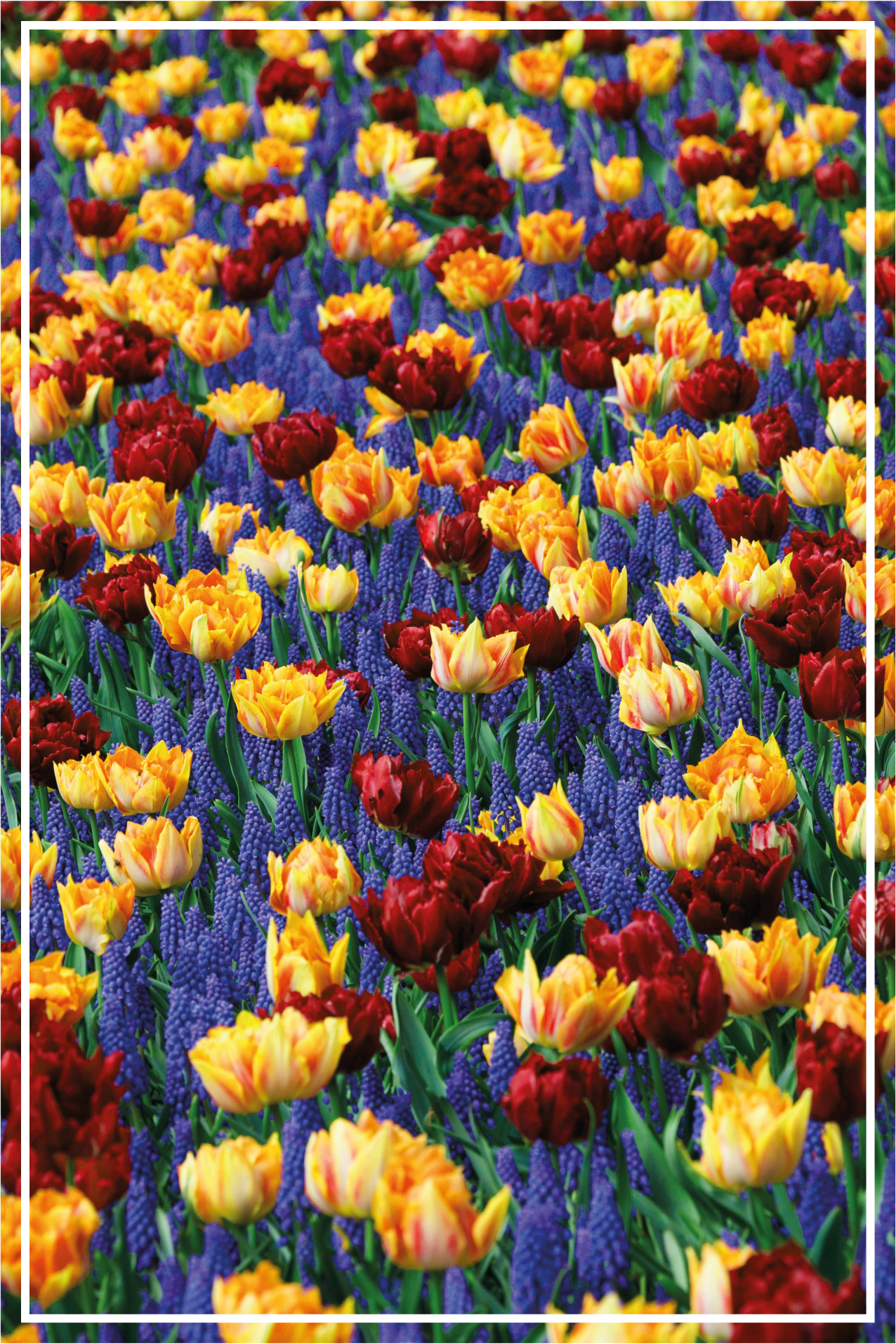 Tapis vinyle fleurs et plantes design jardin de tulipes - TenStickers