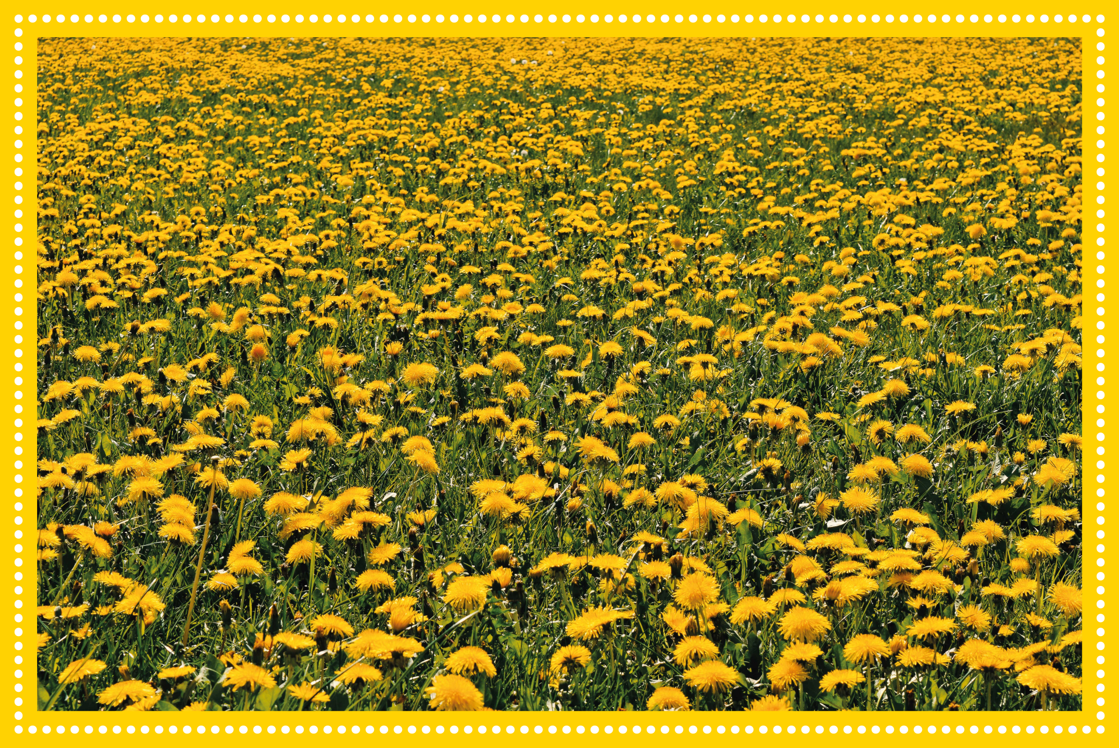 tapis vinyle couloir Champ jaune de pissenlit - TenStickers