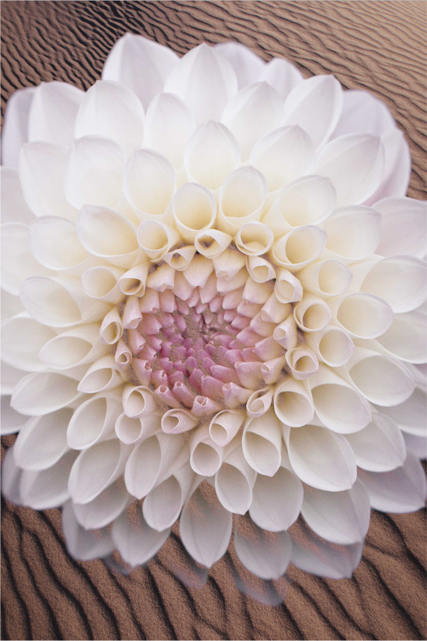 Tapis vinyle fleurs et plantes composition florale gracieuse - TenStickers