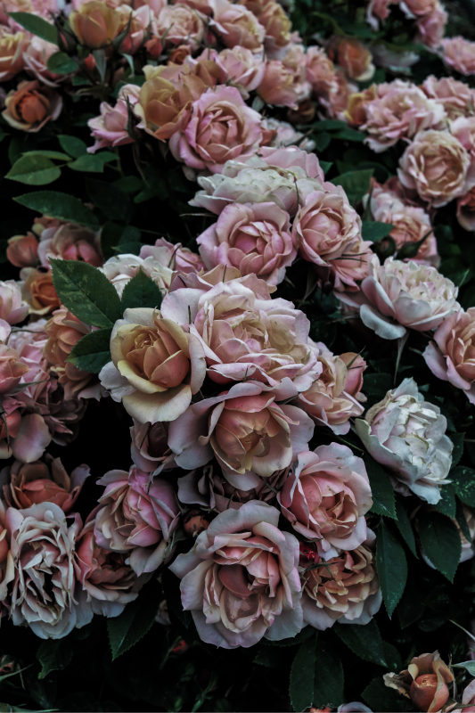 Tapis vinyle fleurs et plantes élégante présentation florale - TenStickers