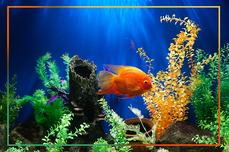 Tapis vinyle animal Vie d'aquarium - TenStickers