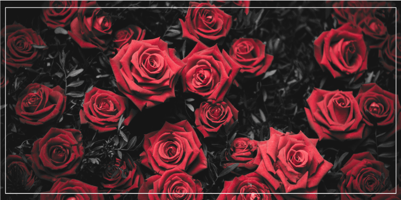 Tapis vinyle fleurs et plantes design roses rouges réalistes - TenStickers